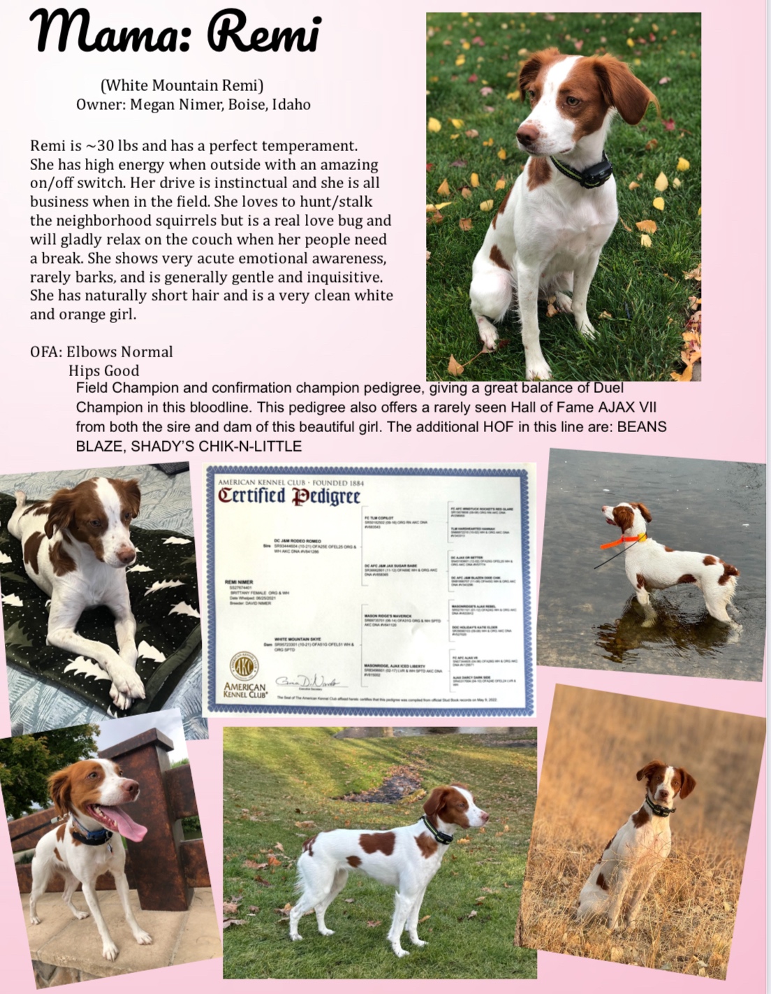 American Brittany Puppies