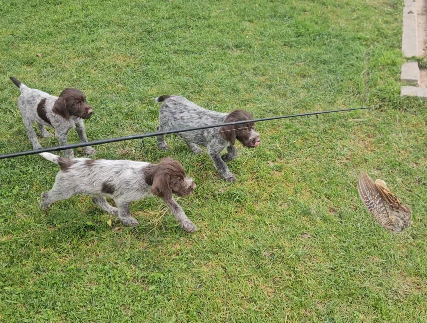 AKC Wirehaired Pointing Griffon Puppies