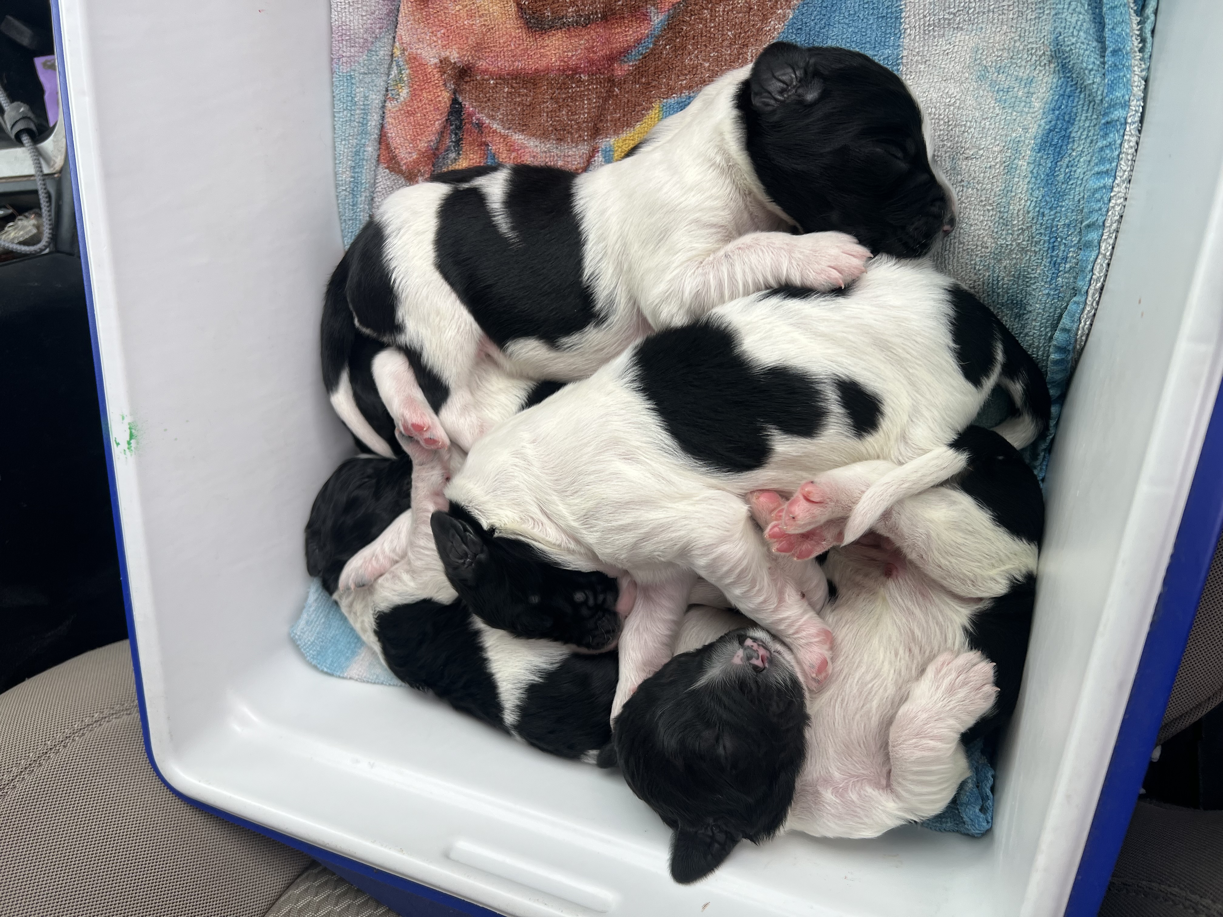 Large munsterlander puppies for sale