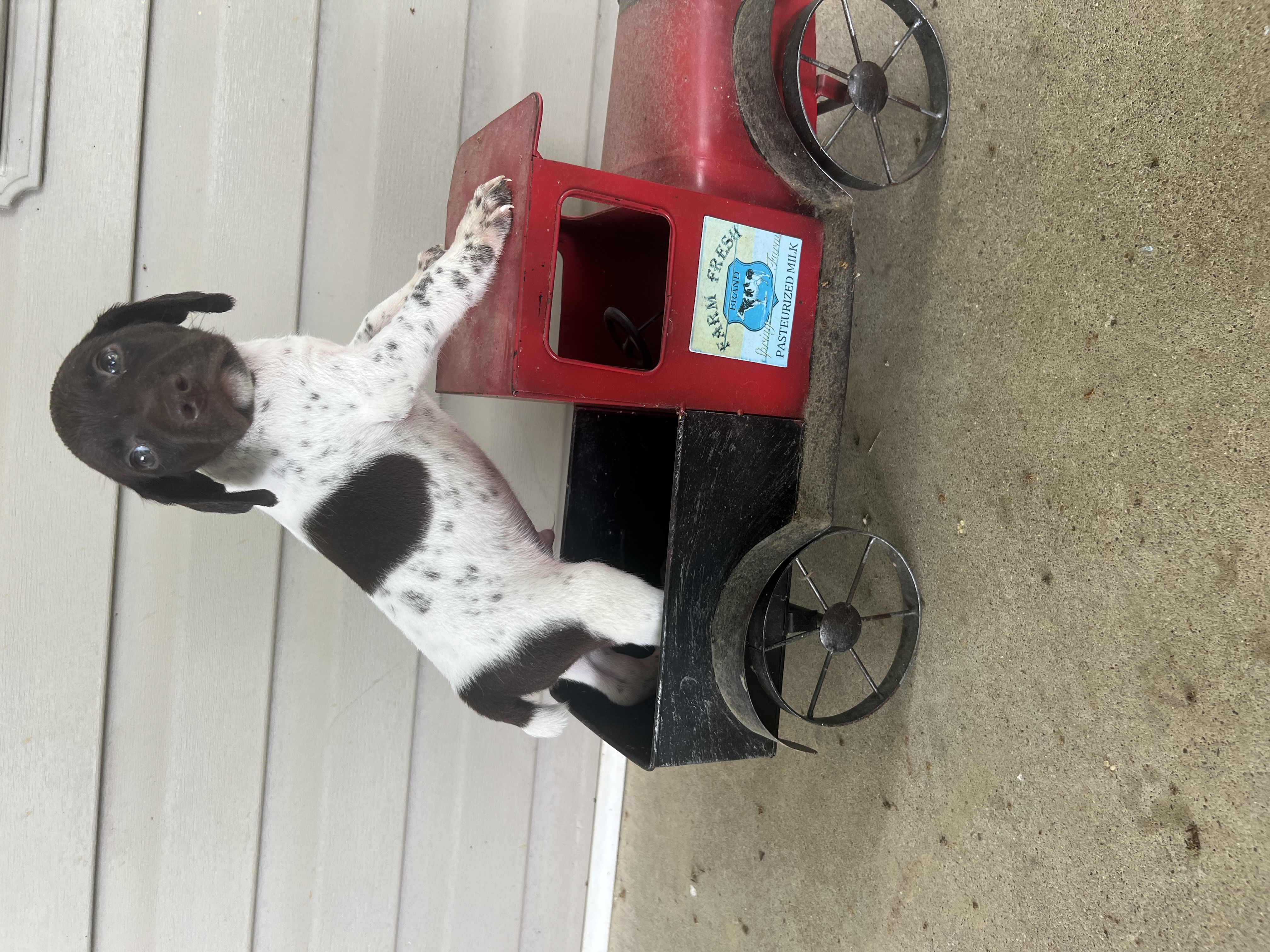 GSP male puppies