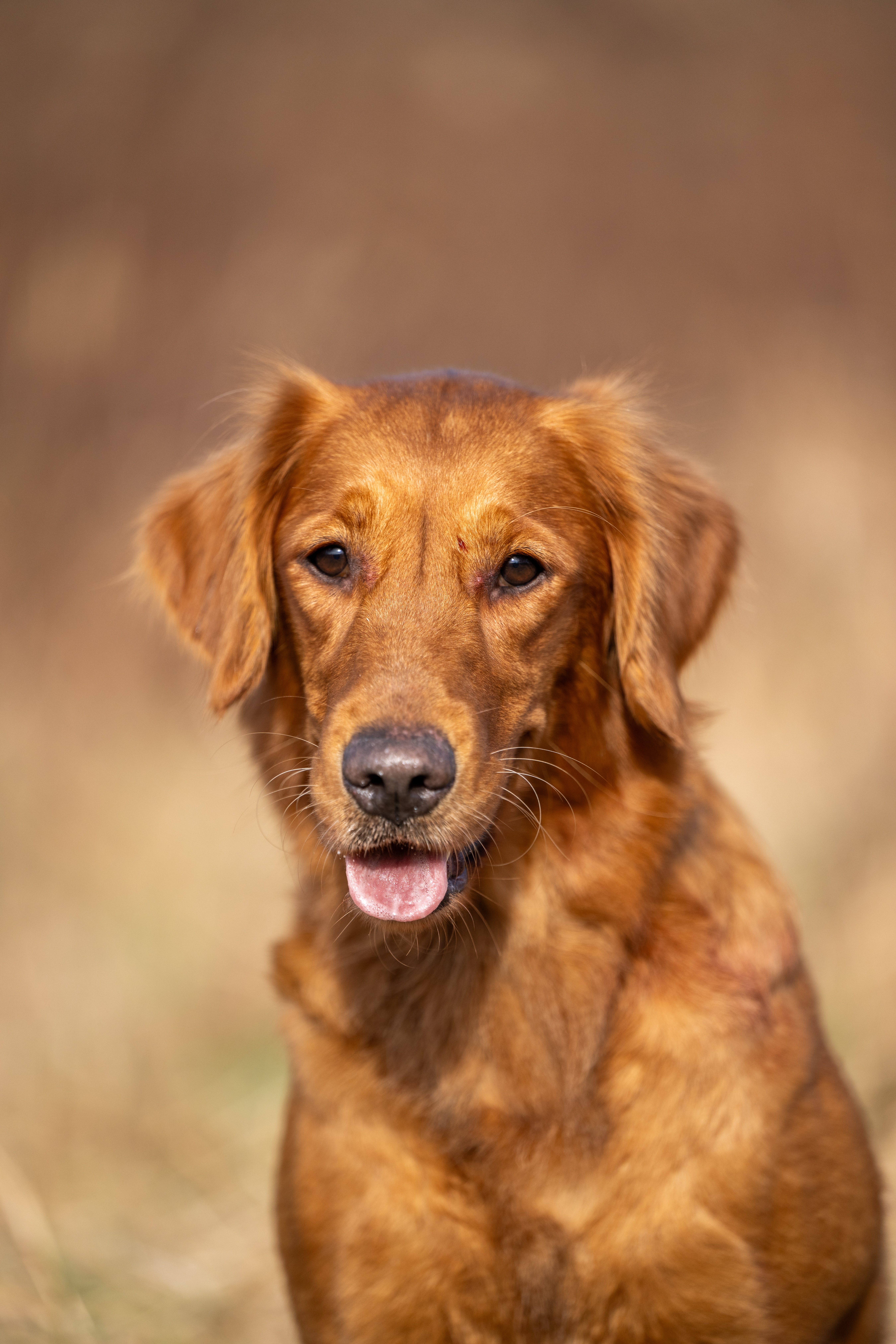 Field Bred Golden Retrievers