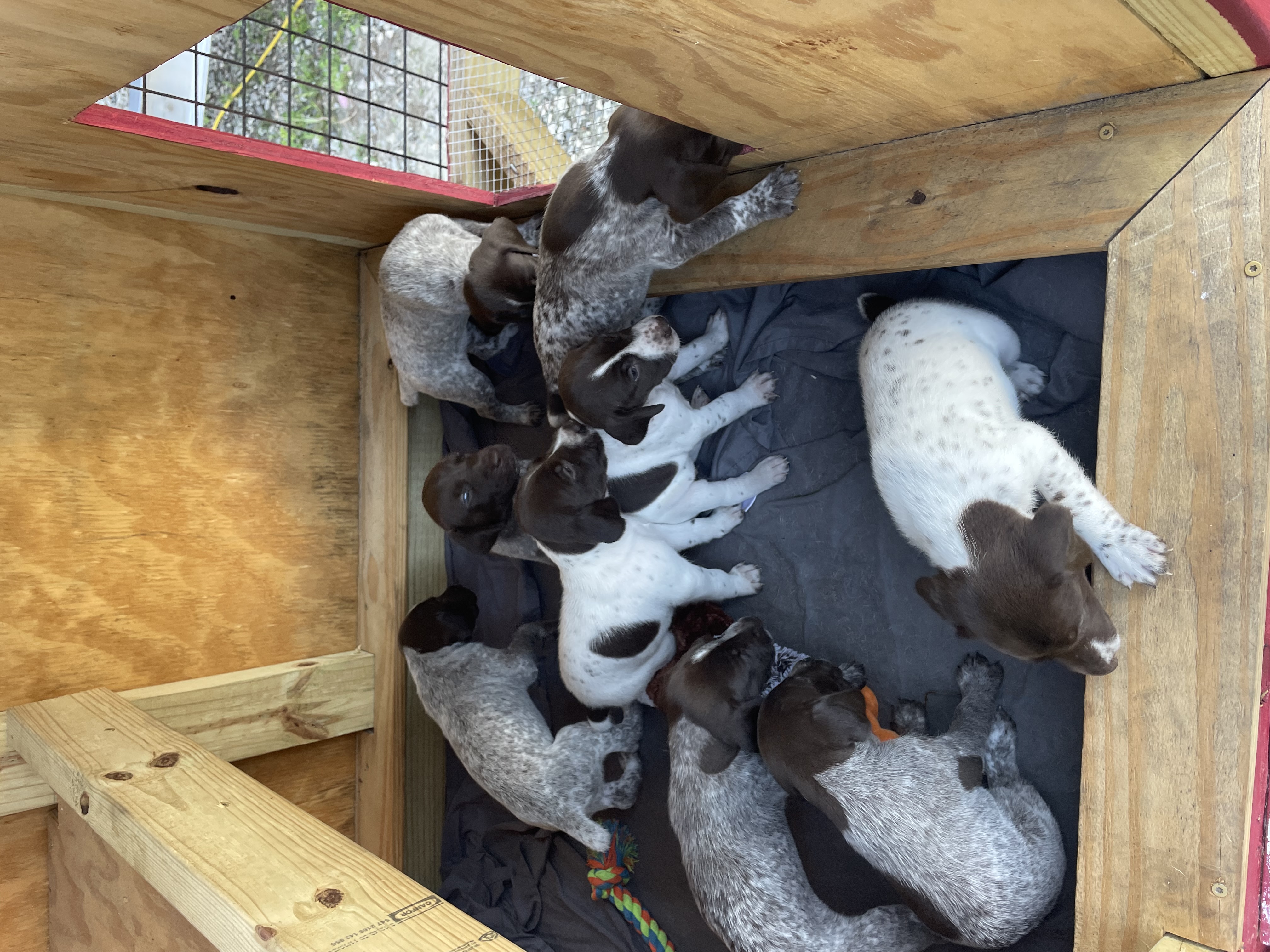 Proven AKC Versatile Puppies