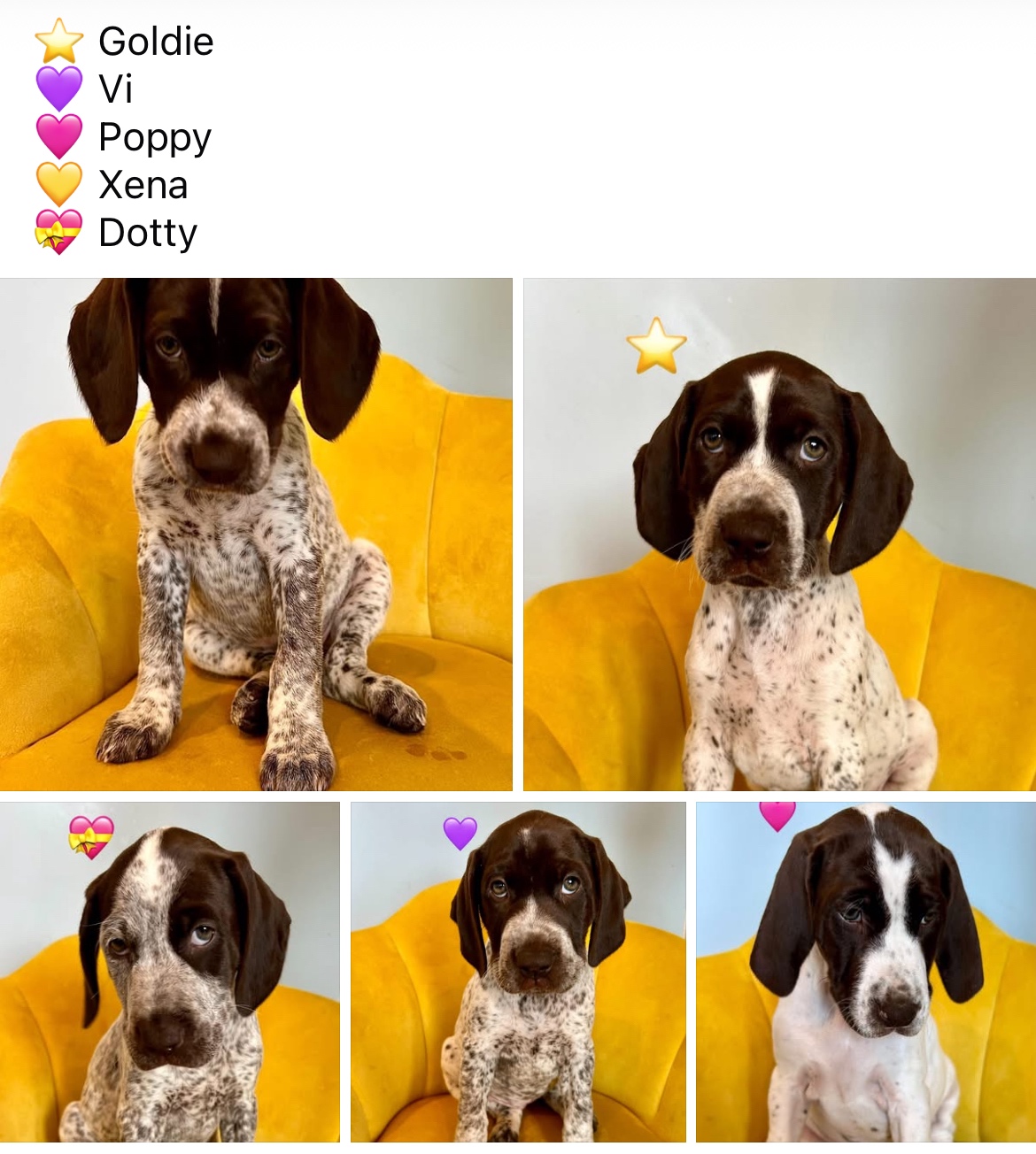 AKC / NAVHDA registered ‘working’ German bloodlines - German Shorthaired Pointers