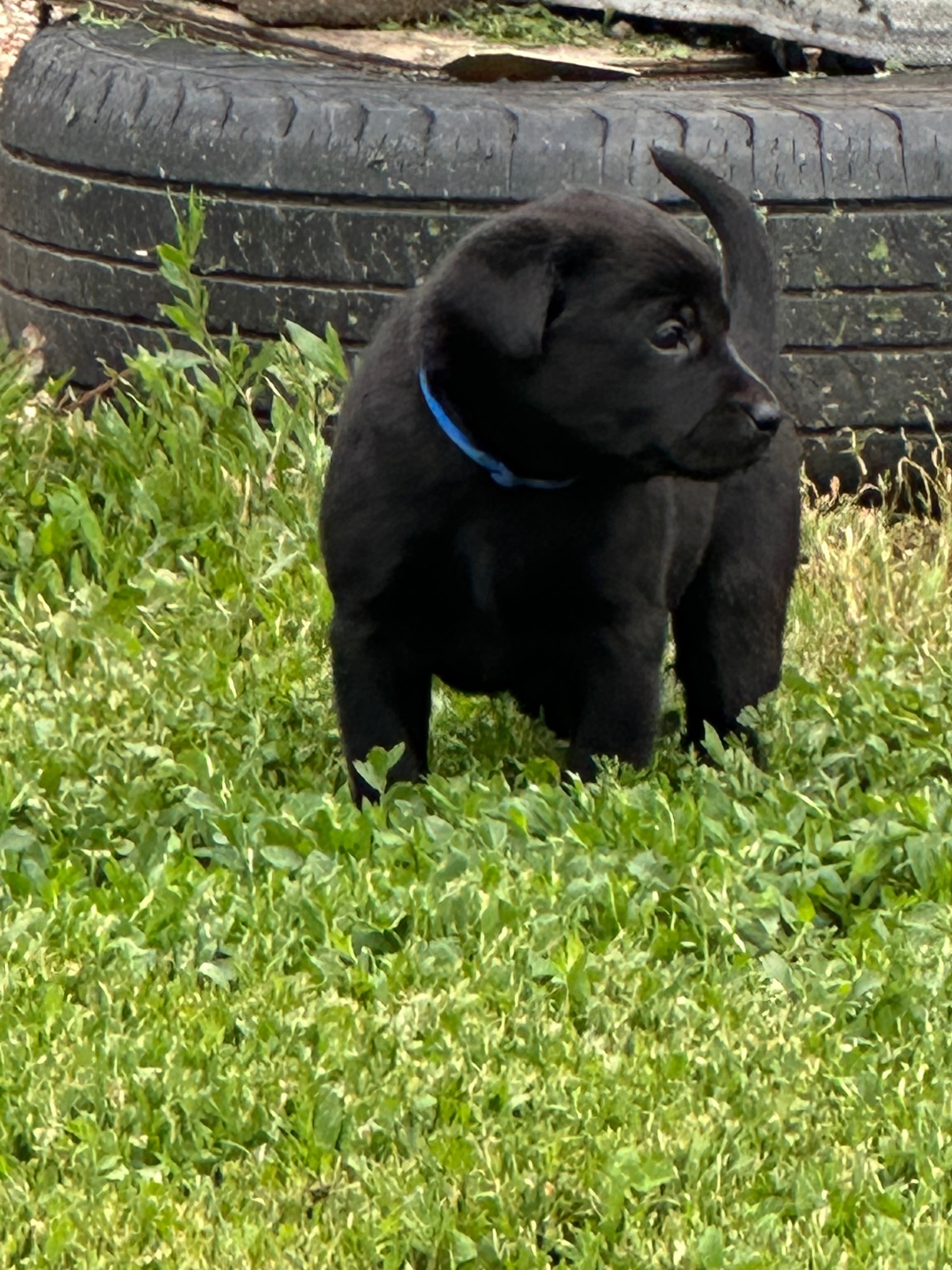 Storm x Lily Pups UKC AKC Full Reg