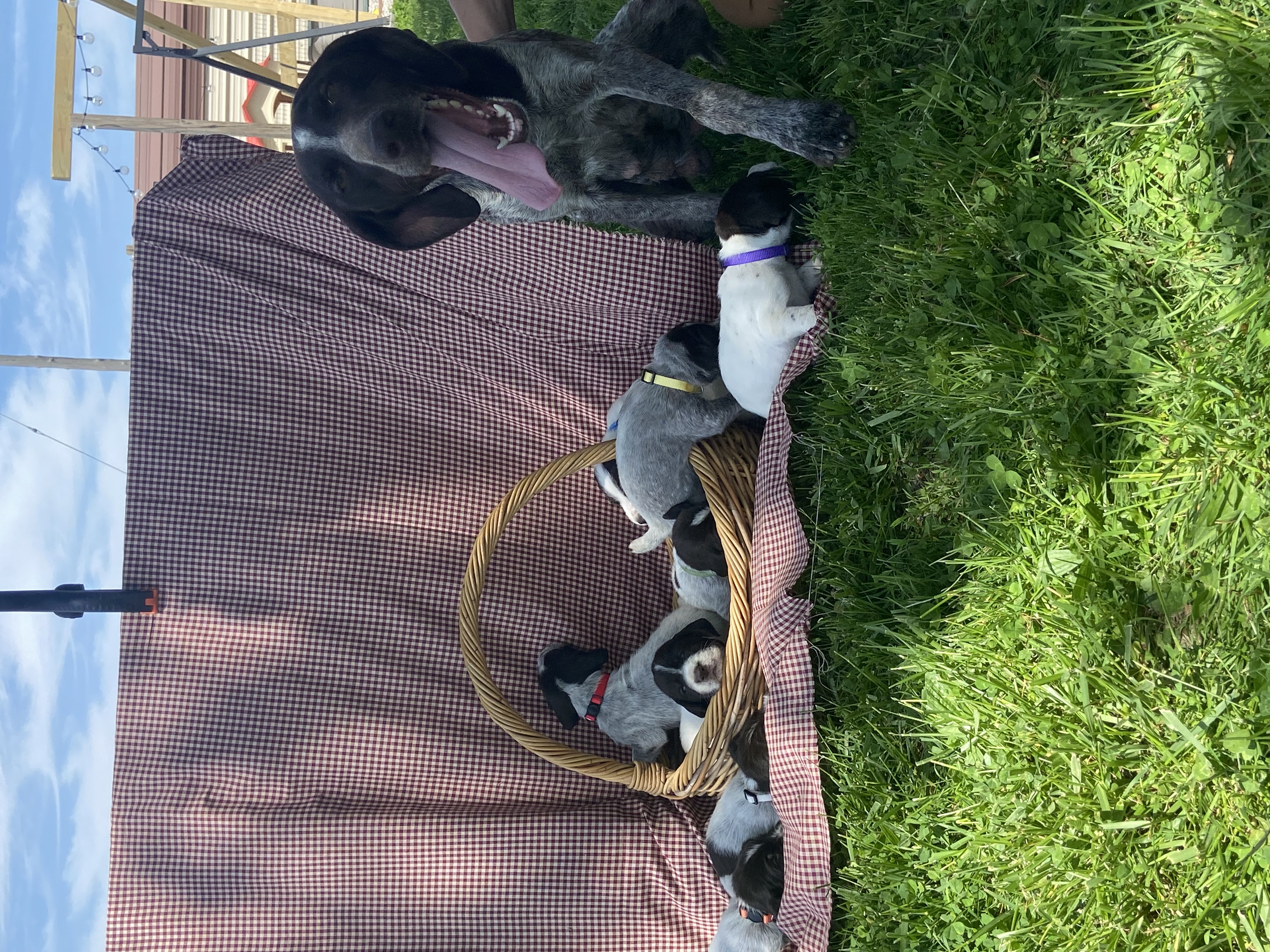 Gwp puppies