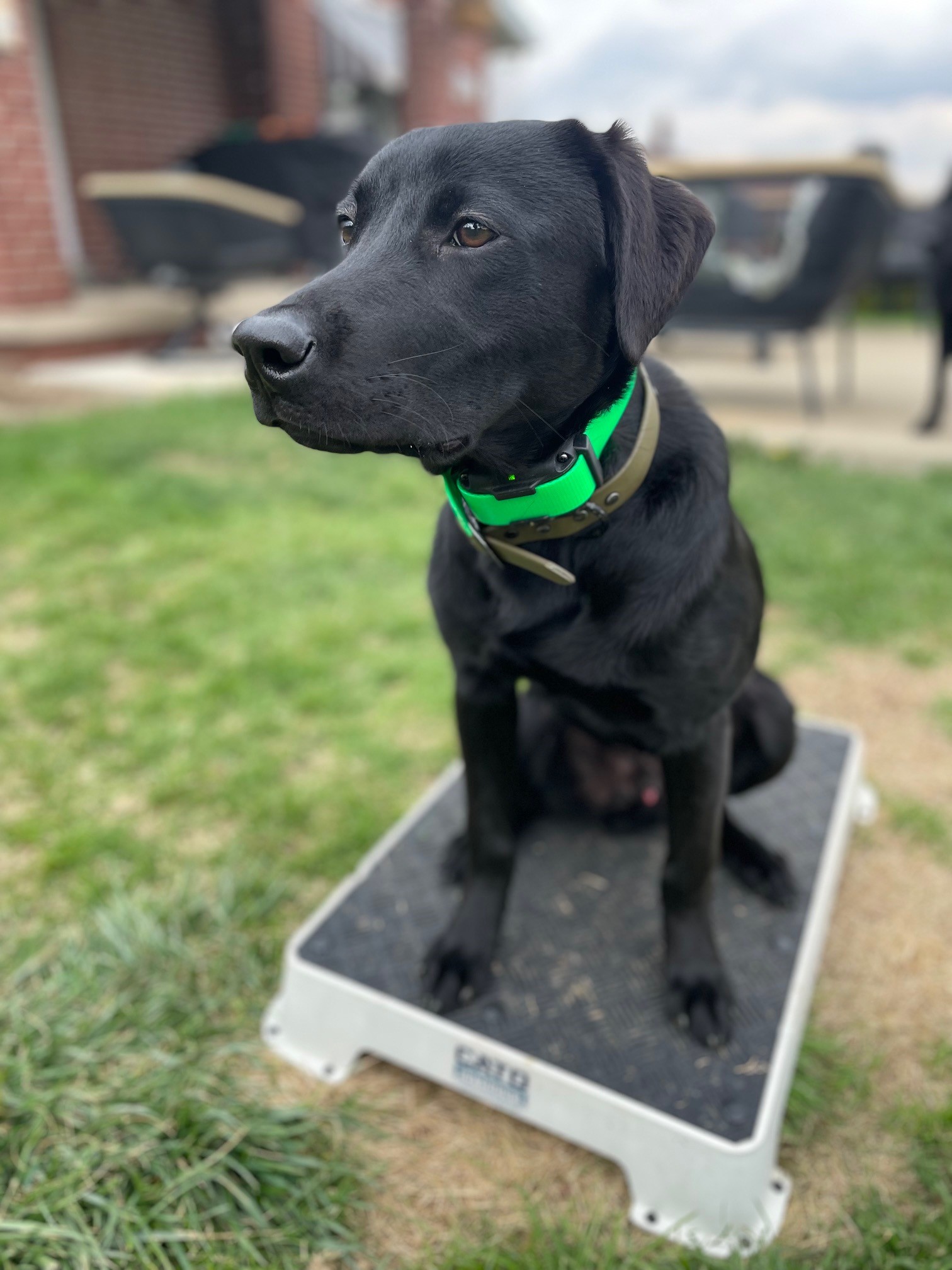 Started Pup